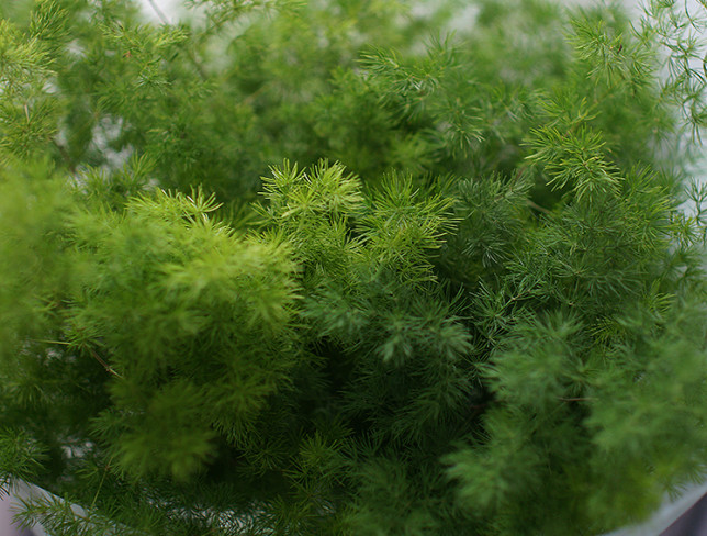 Bouquet with green asparagus photo